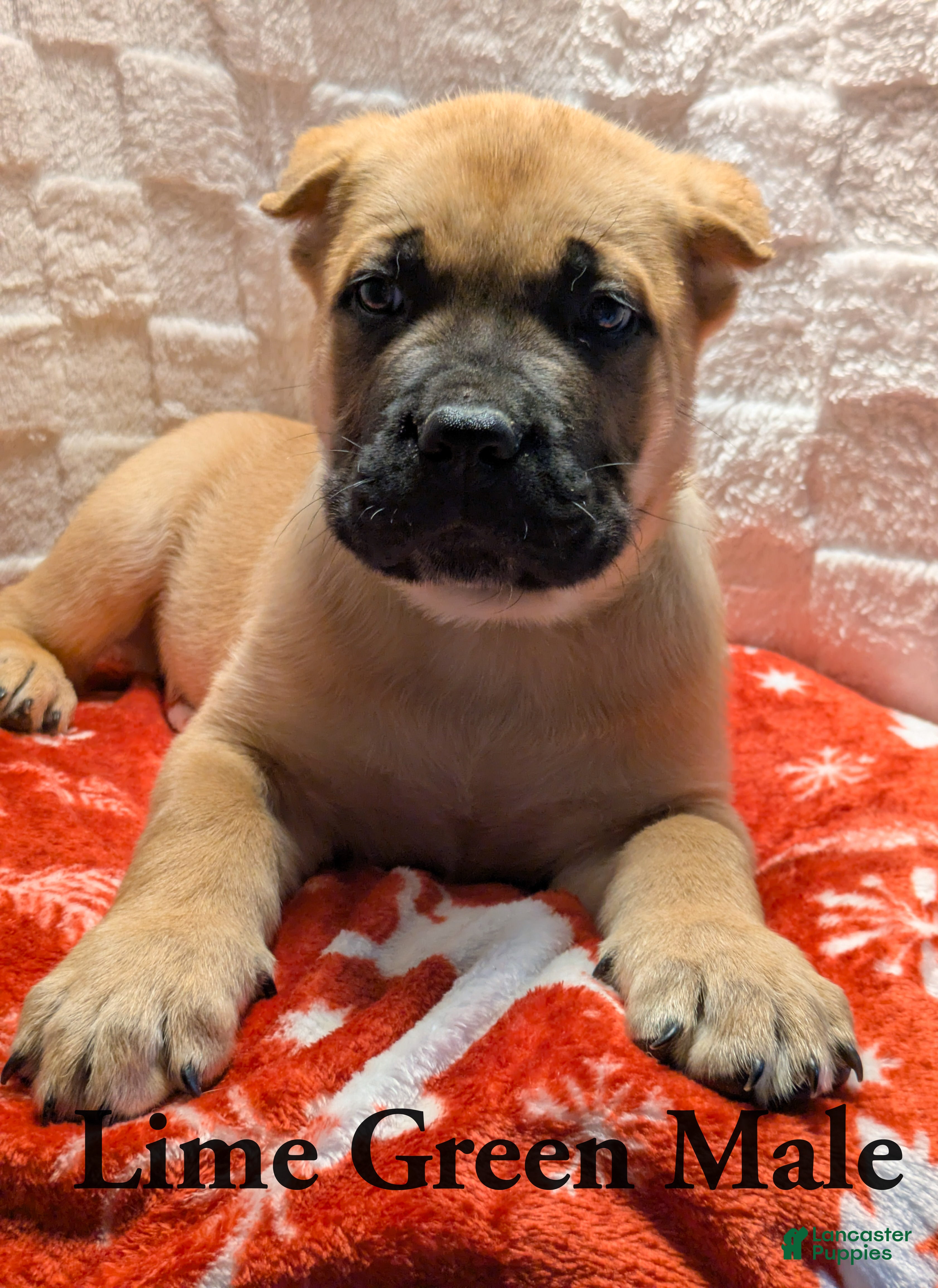 Cane Corso dogs Lime Green  - Ad 31