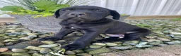 Cane Corso dogs for sale: Jordan - Ad 4