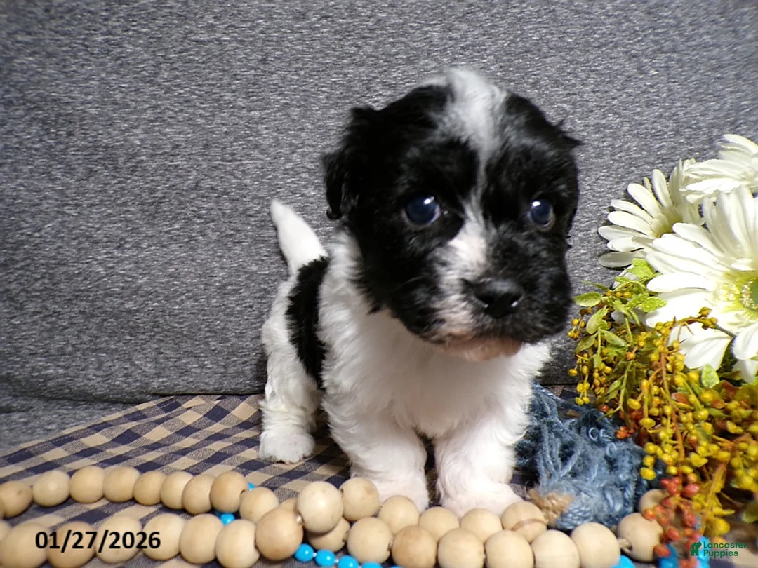 Havanese dogs for sale: Tyson - Ad 3