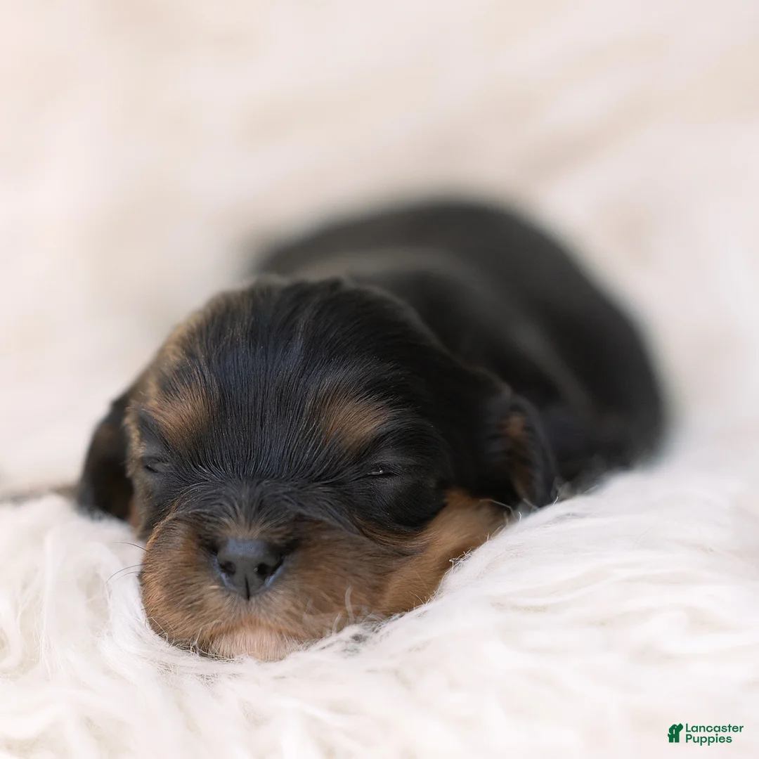Cavalier King Charles Spaniel dogs for sale: Mickey Cavalier King Charles Spaniel  - Ad 1