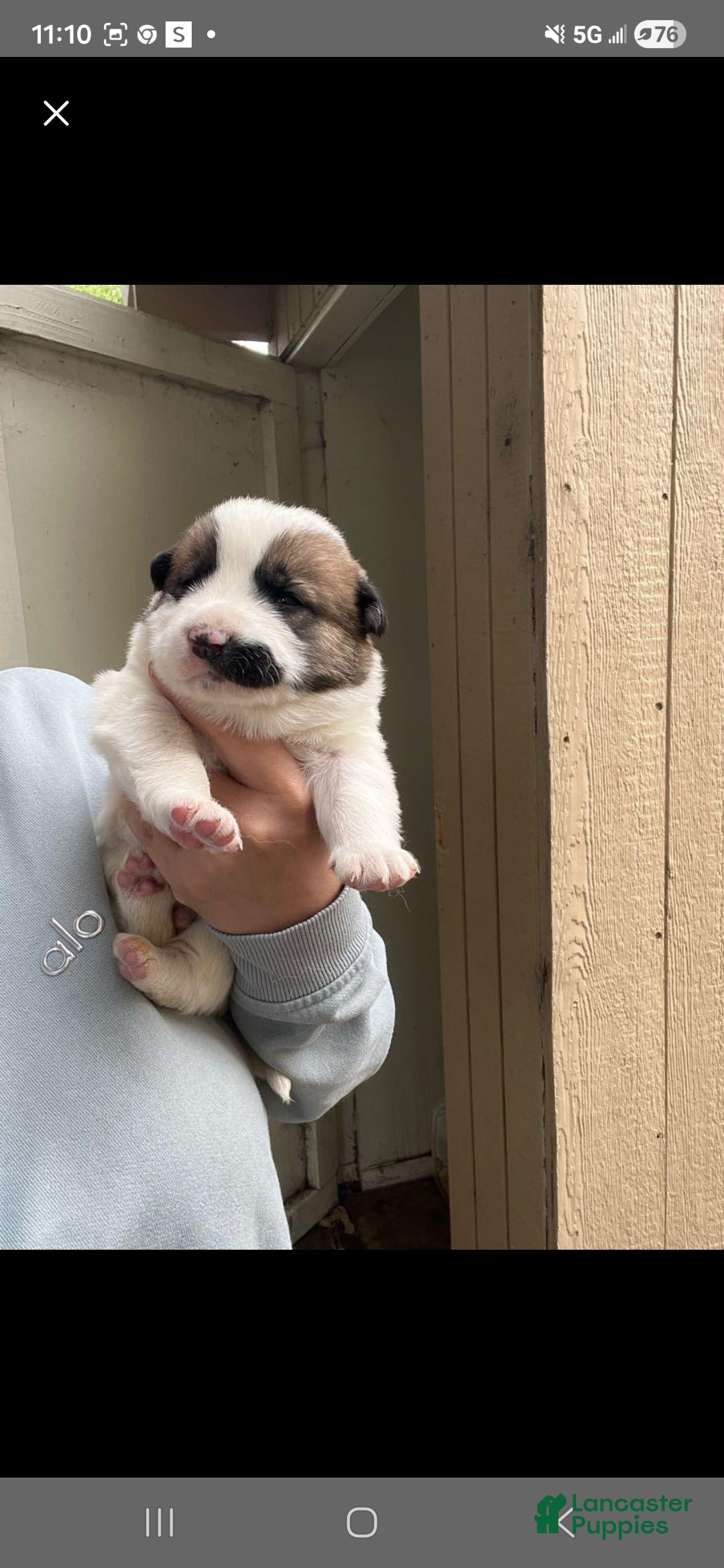 Goberian dogs Siberian husky/golden retriever Puppy 2 - Ad 23