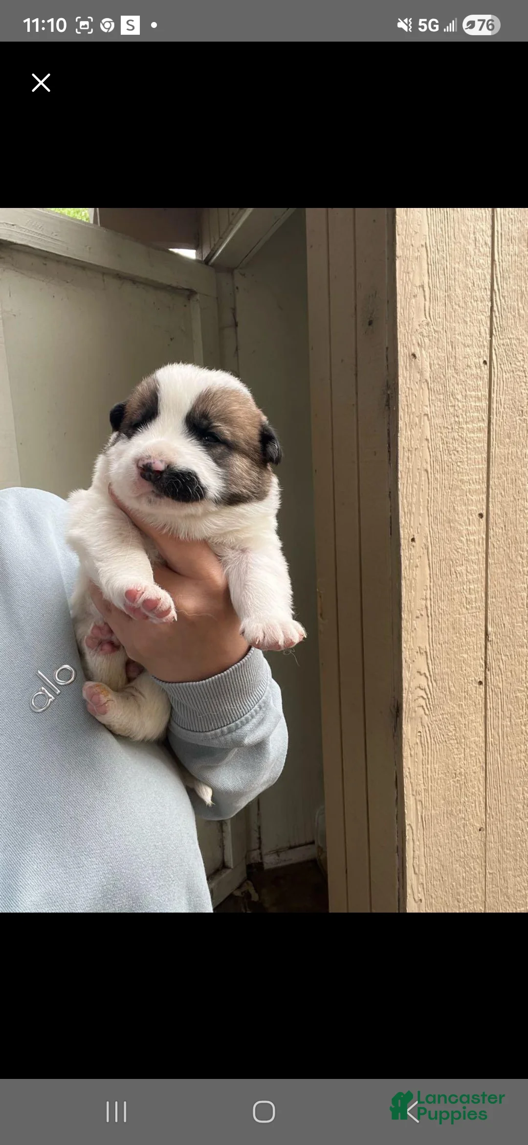 Goberian dogs for sale: Siberian husky/golden retriever Puppy 2 - Ad 1