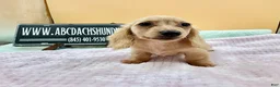 Miniature Dachshund dogs for sale: South African AKC  - Ad 4