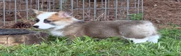 Welsh Corgi Pembroke dogs for sale: Hoss - Ad 8