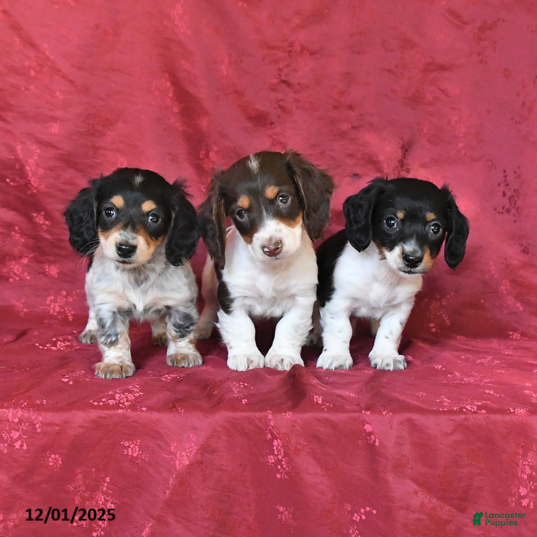 Dachshund dogs for sale: Happy - Ad 5