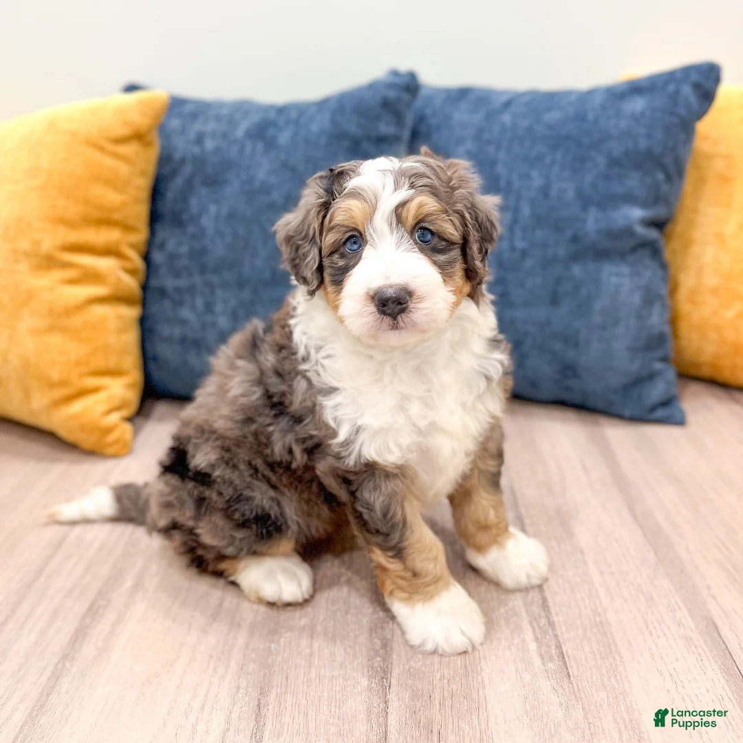 Mini Bernedoodle dogs for sale: Jackson - Ad 1