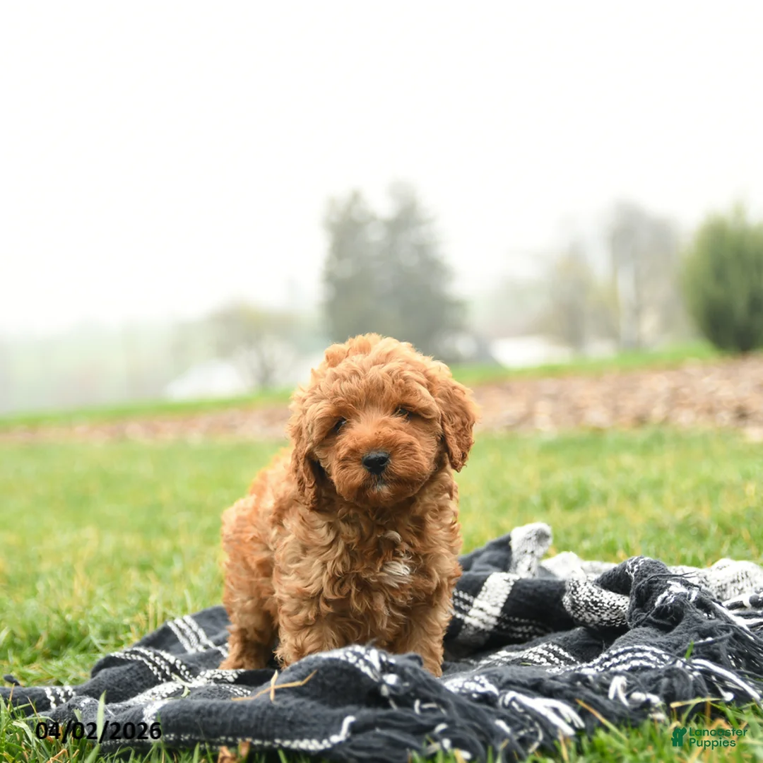 Mini Goldendoodle dogs for sale: Terry - Ad 3