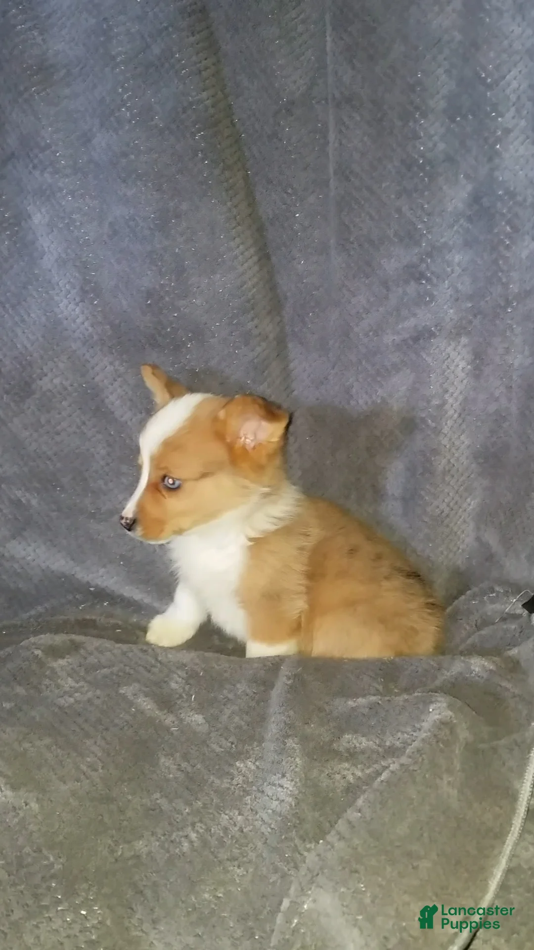 Mixed Breed dogs for sale: Audrey  - Ad 2