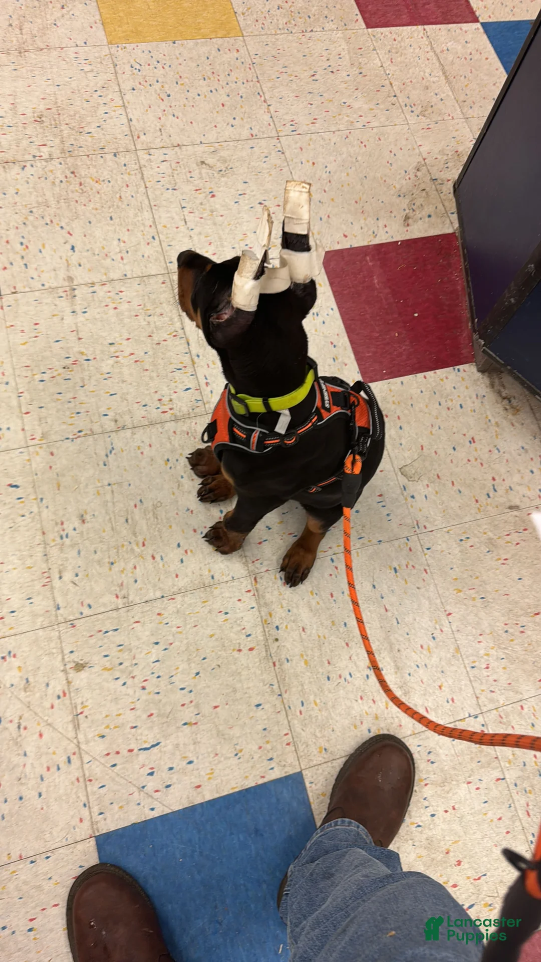 Gallery Image {{count}}