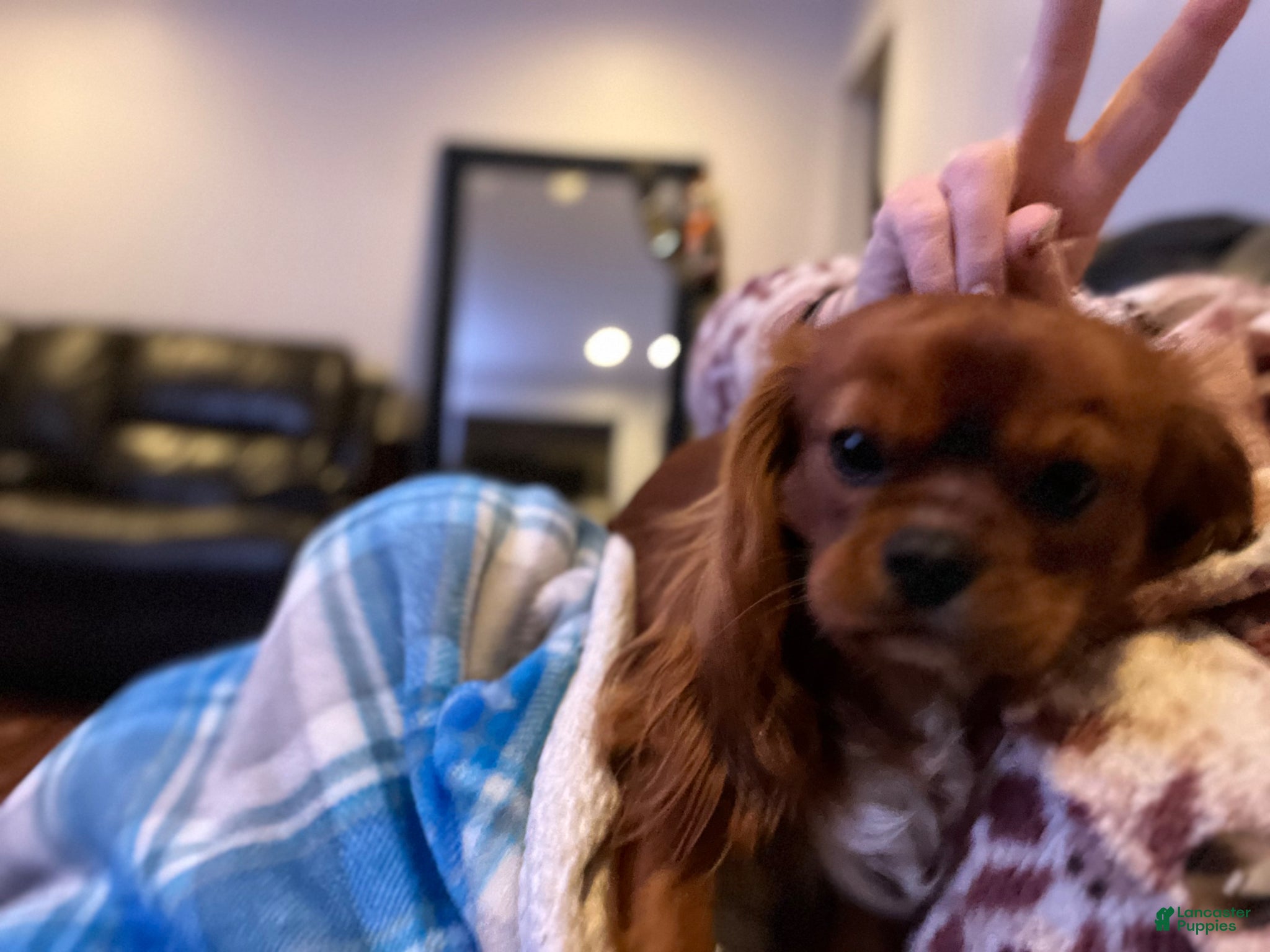Cavalier King Charles Spaniel dogs for stud: RUBY Cavalier King Charles Spaniel STUD SERVICE - Ad 4