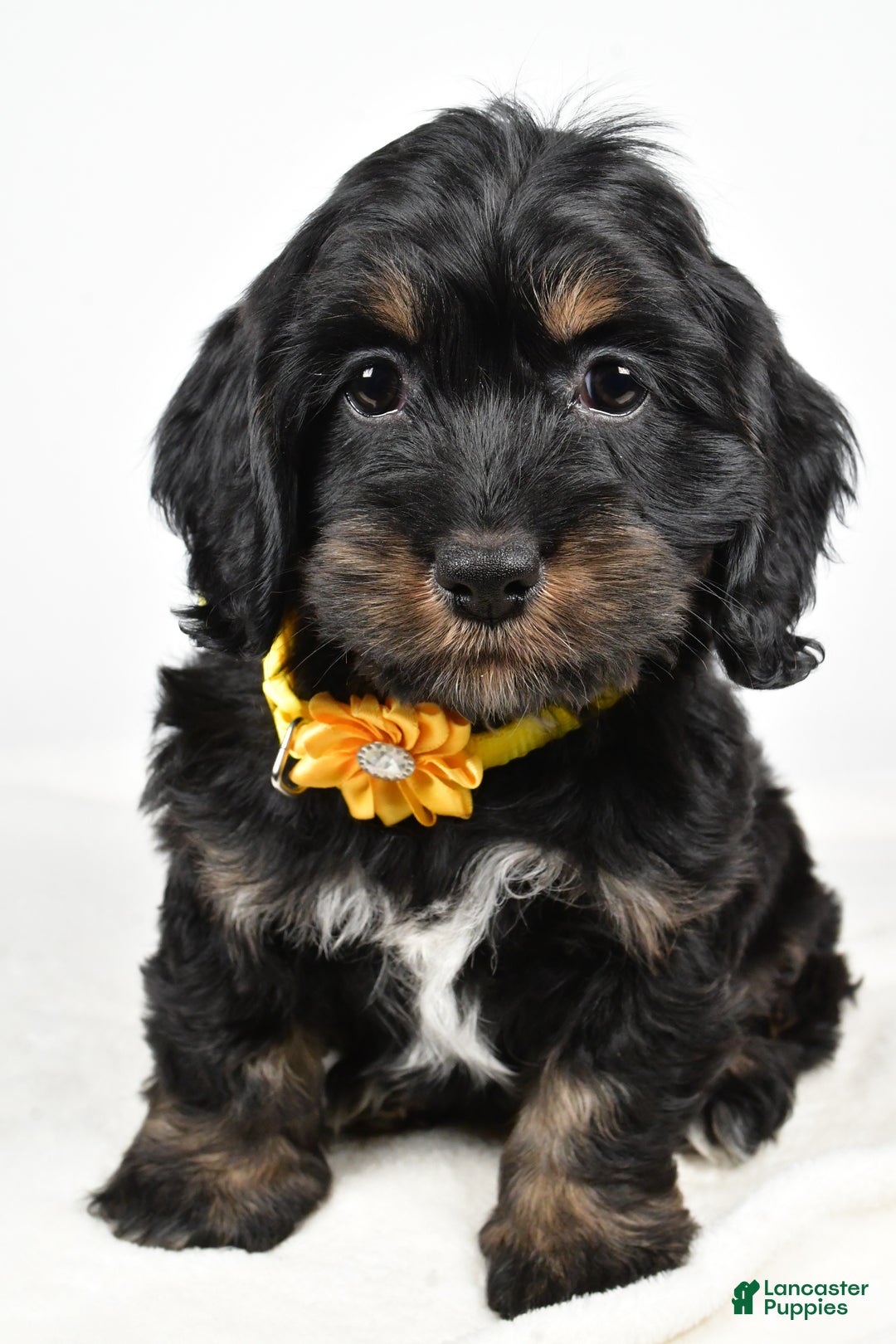 Cockapoo dogs for sale: Cupcake - Ad 6