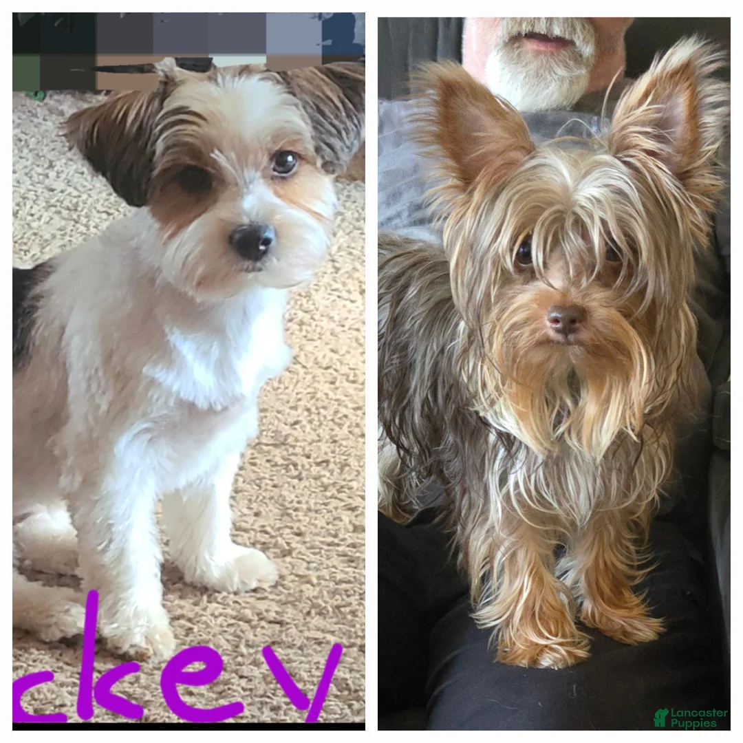 Yorkshire Terrier dogs for sale: Yorkshire Terrier Puppy 1 - Ad 3