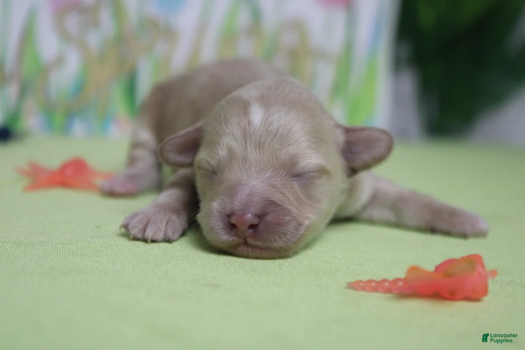 Havapoo dogs for sale: Veruca  - Ad 2