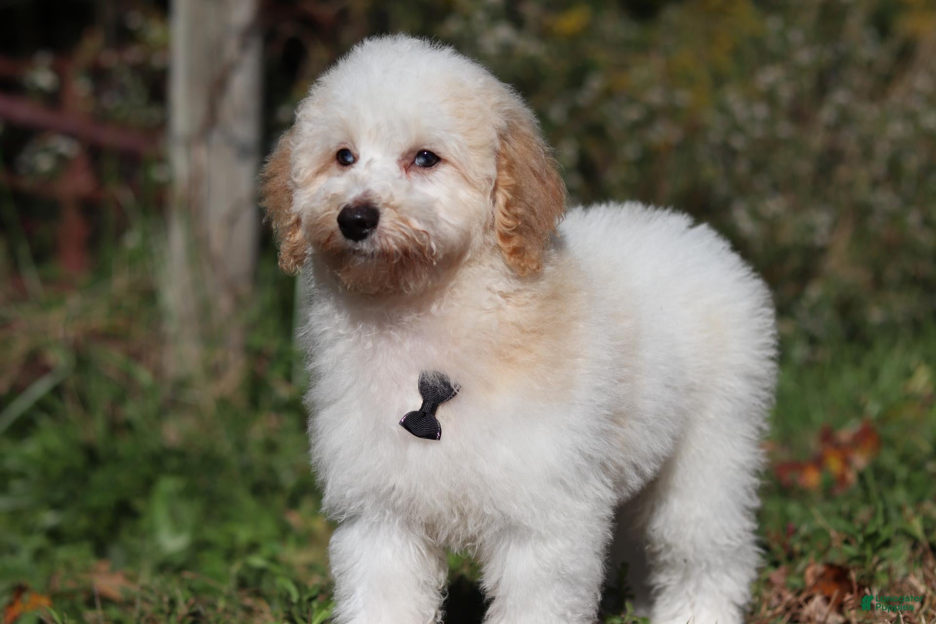 Miniature Poodle dogs Monty (AKC) - Ad 1
