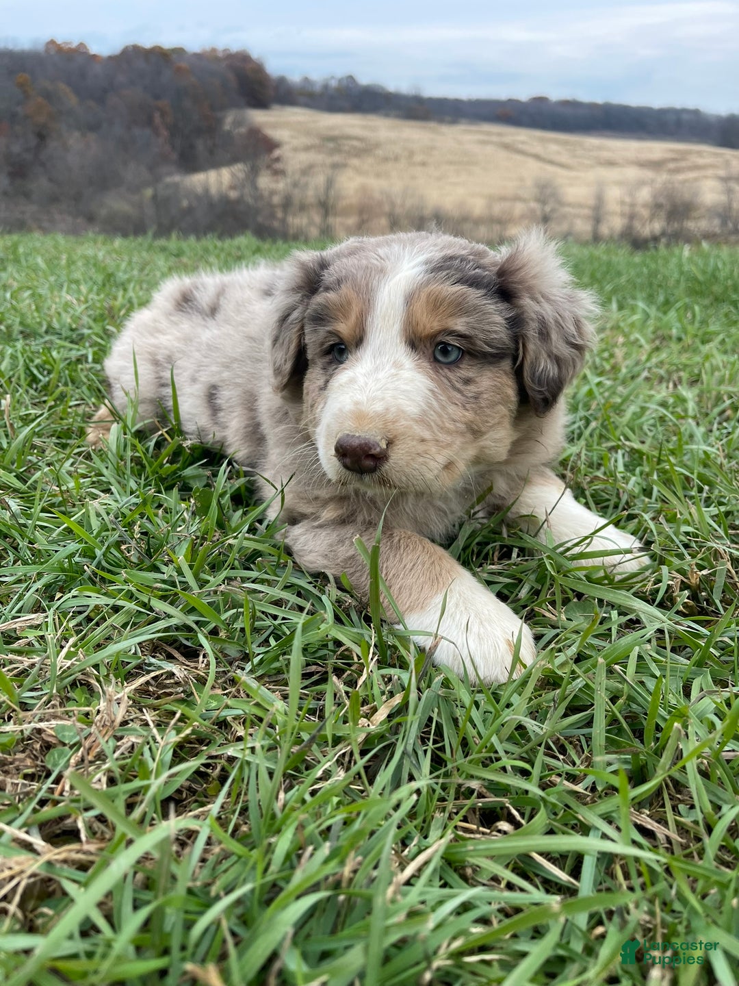 Australian Shepherd dogs for sale: Percy - Ad 1