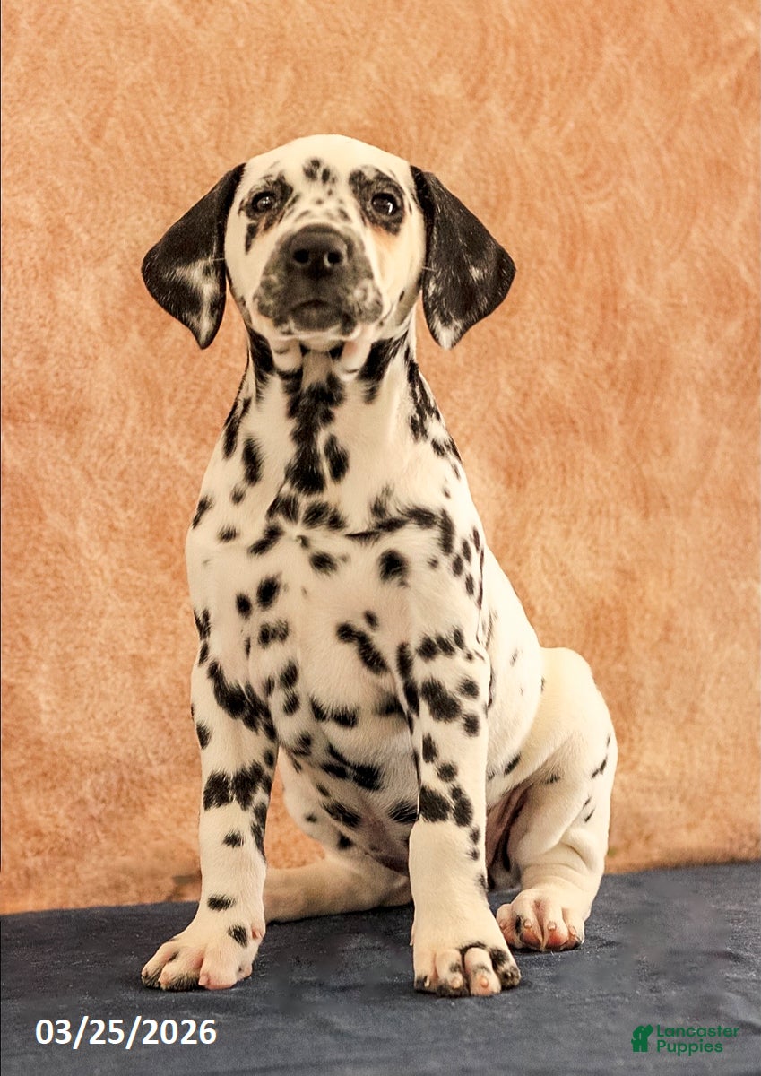 Dalmatian dogs Allie - Ad 1