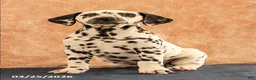 Dalmatian dogs for sale: Allie - Ad 1