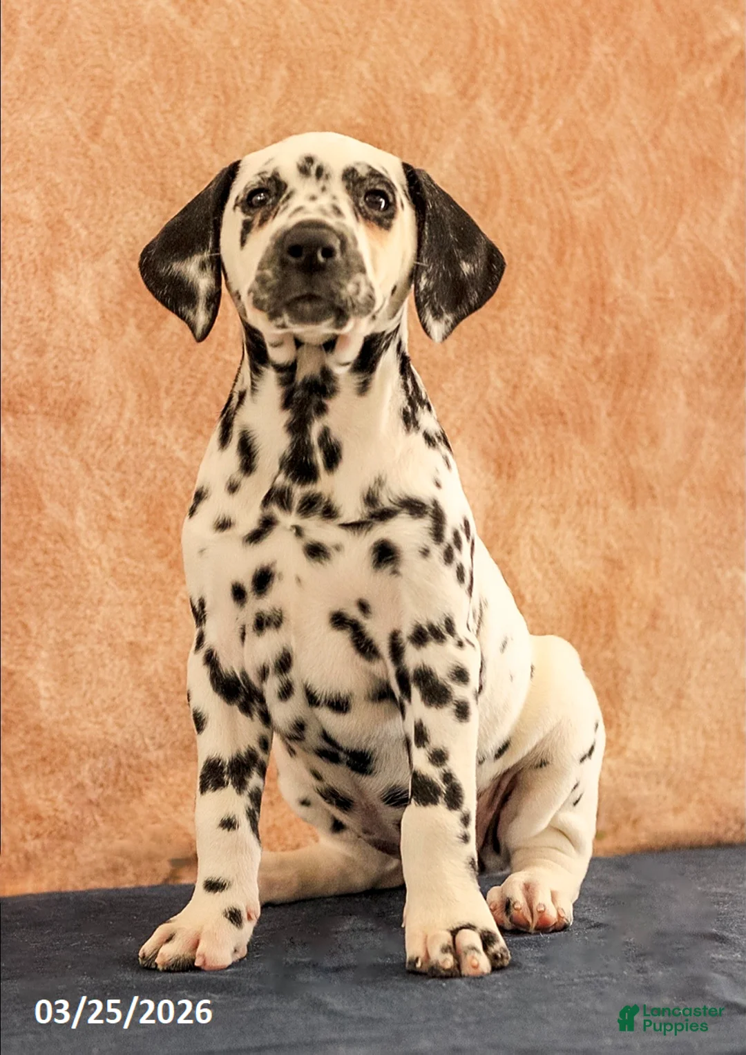 Dalmatian dogs for sale: Allie - Ad 1