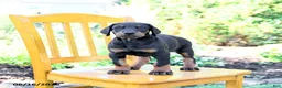 Doberman Pinscher dogs for sale: Trevor - Ad 1