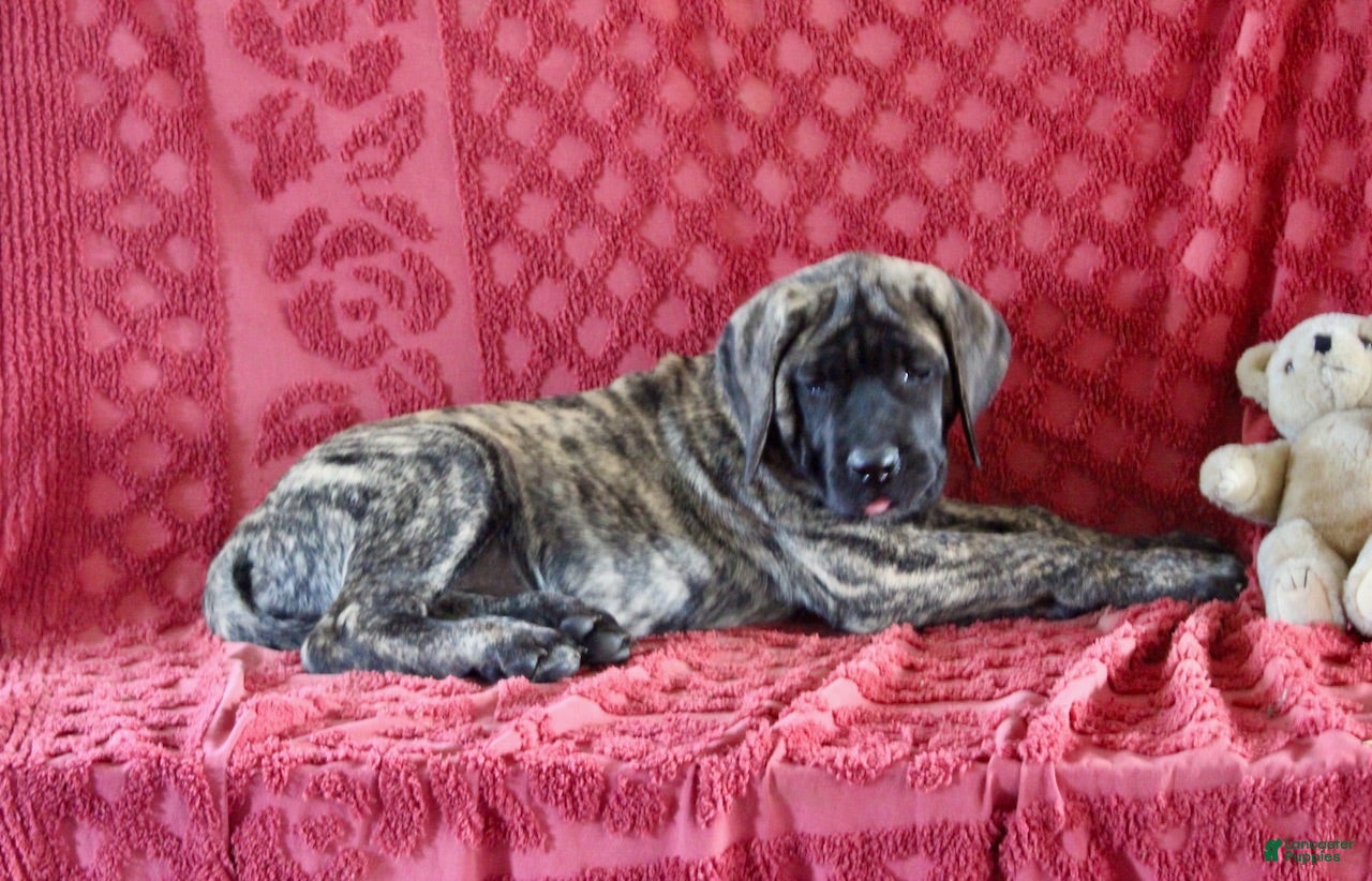 English Mastiff dogs Tammy - Ad 29
