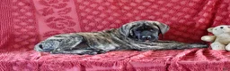 English Mastiff dogs for sale: Tammy - Ad 1