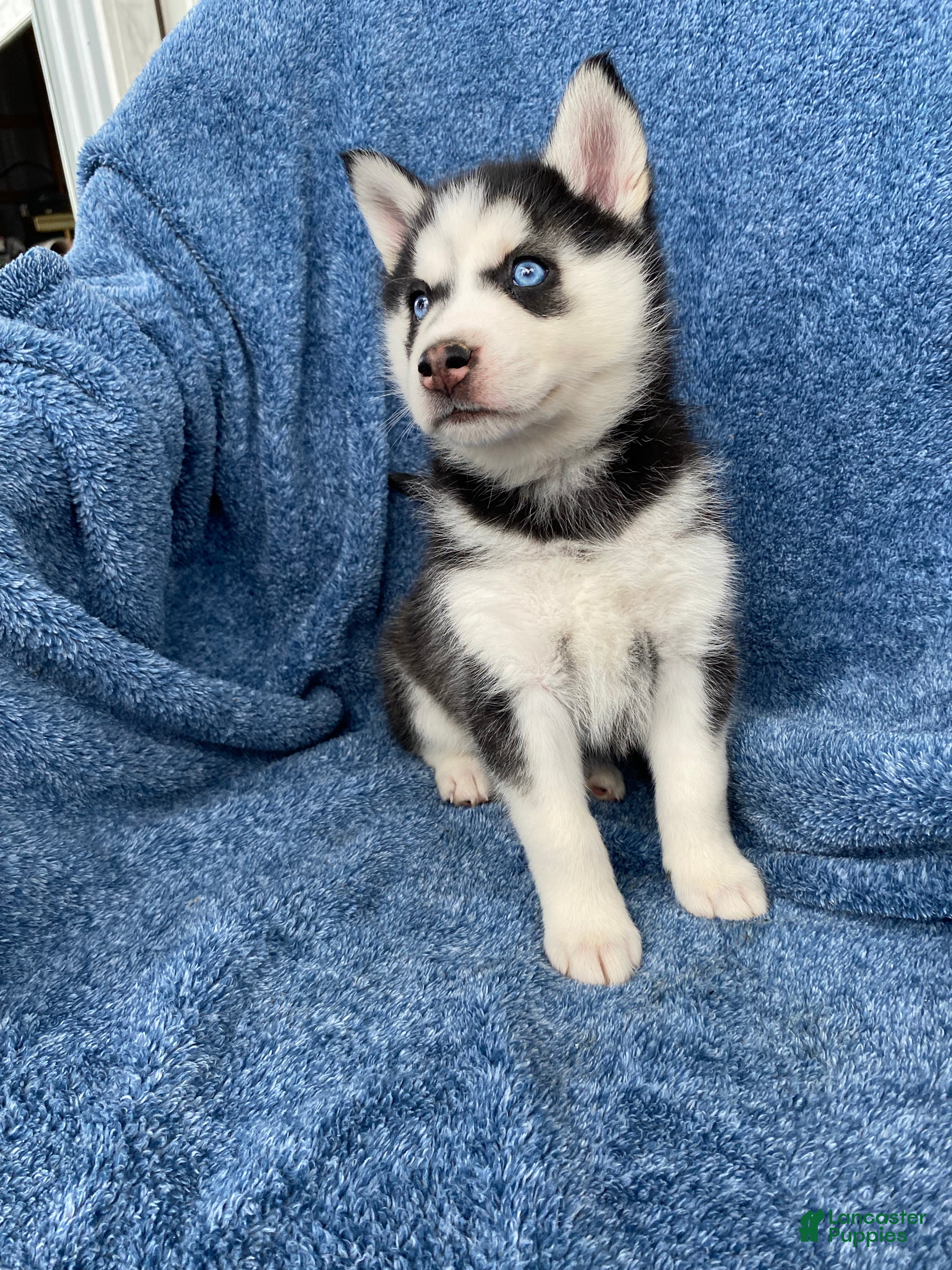 Siberian Husky dogs Jasmine  - Ad 29