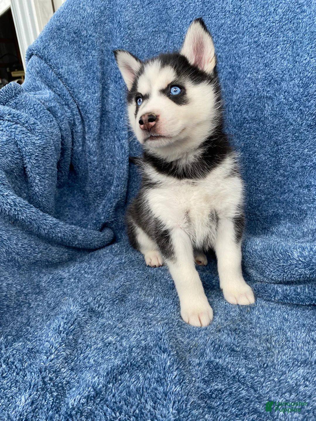 Siberian Husky dogs for sale: Jasmine  - Ad 1
