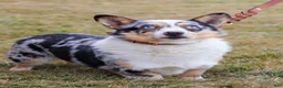 Welsh Corgi Pembroke dogs for sale: Tiffany - Ad 5