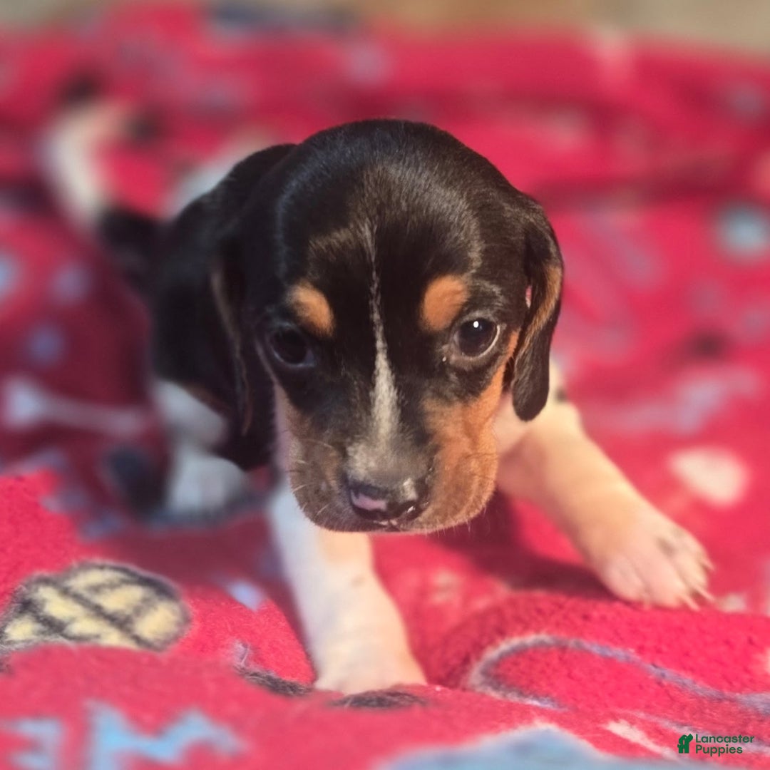 Beagle dogs for sale: Pepper Queen Elizabeth Pocket Beagle - Ad 5