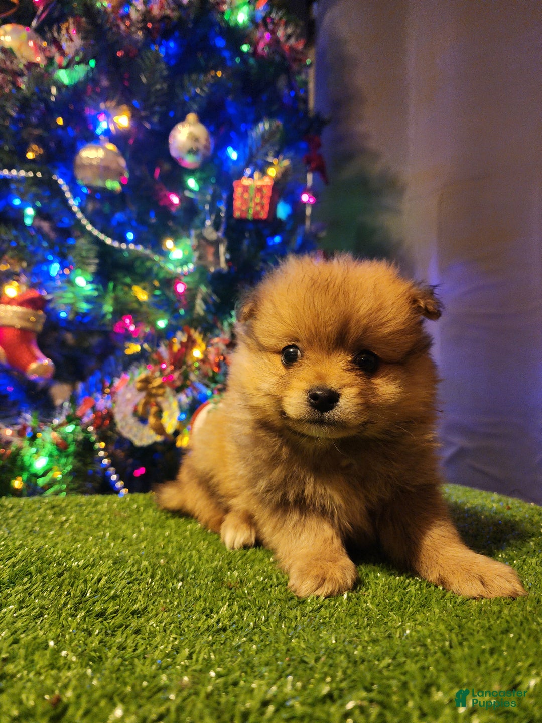 Pomeranian dogs for sale: Gizmo - Ad 4