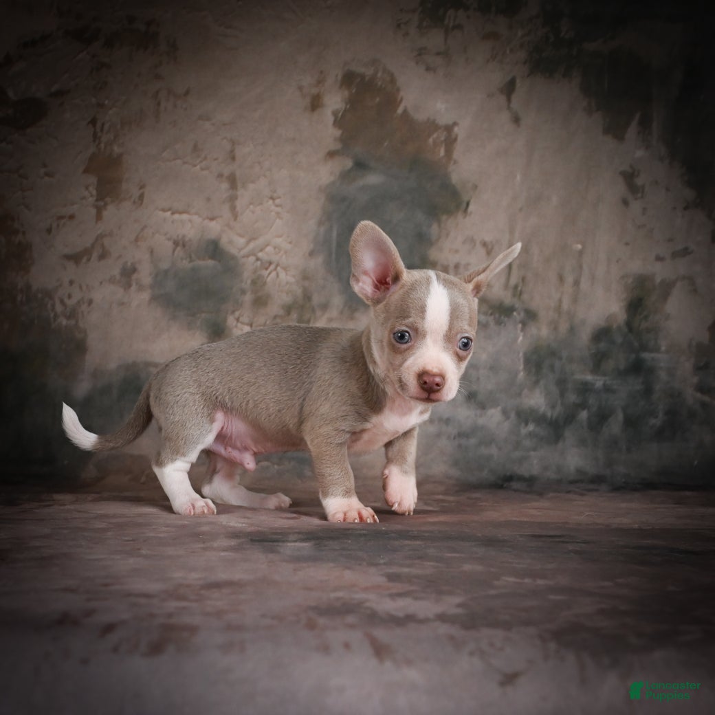 Chihuahua dogs for sale: Jay - Ad 11