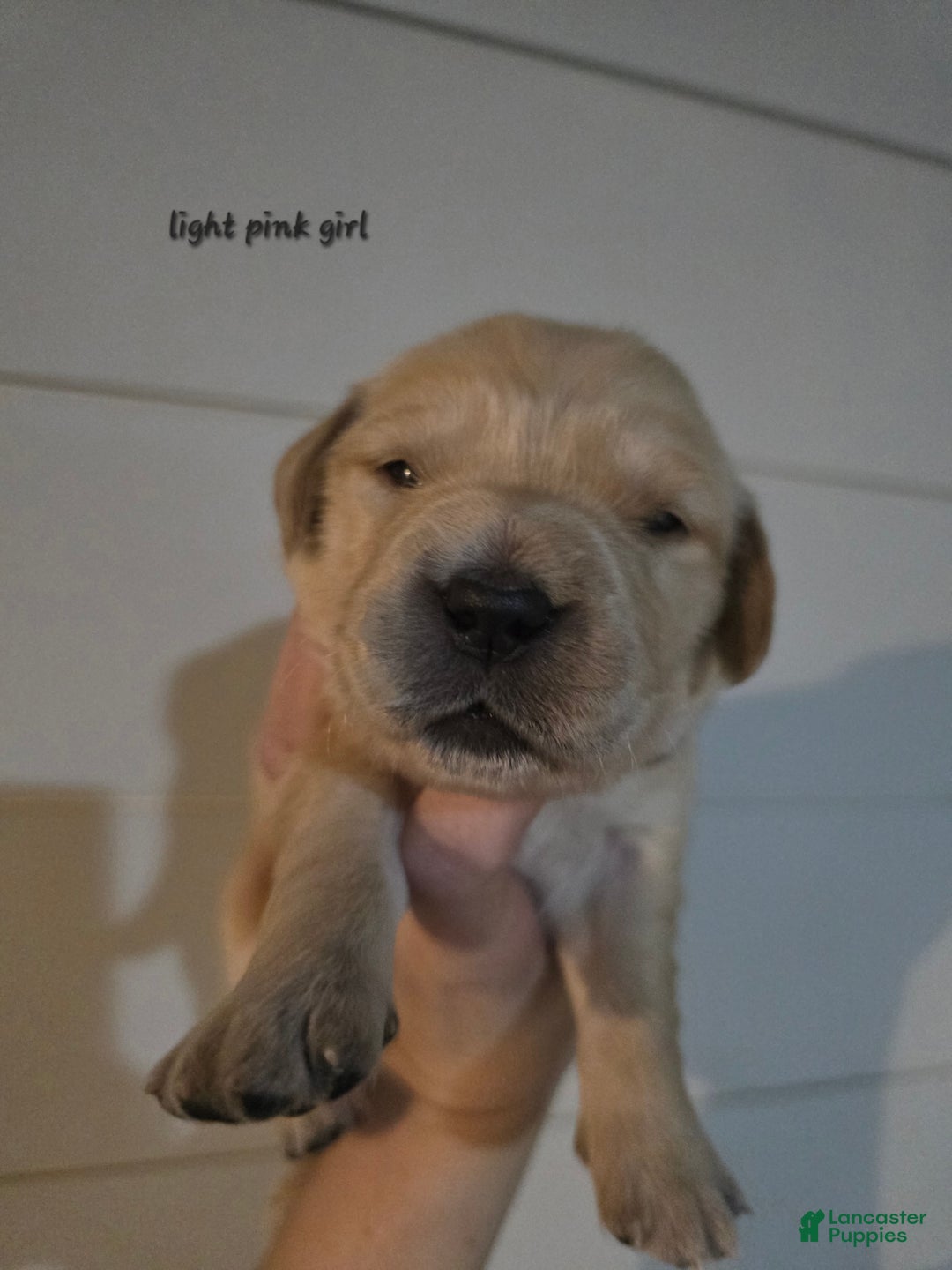 Golden Retriever dogs for sale: Golden Retriever Puppy 6 - Ad 1