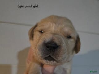 Golden Retriever dogs Golden Retriever Puppy 6 - Ad 1