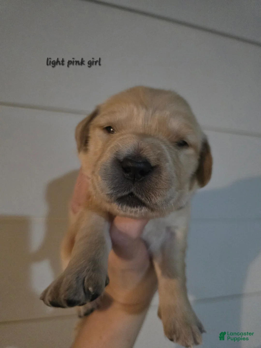 Golden Retriever dogs for sale: Golden Retriever Puppy 6 - Ad 1