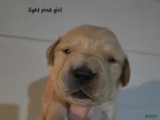 Golden Retriever dogs Golden Retriever Puppy 6 - Ad 31