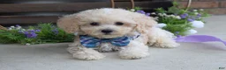 Maltipoo dogs for sale: Elliot - Ad 11