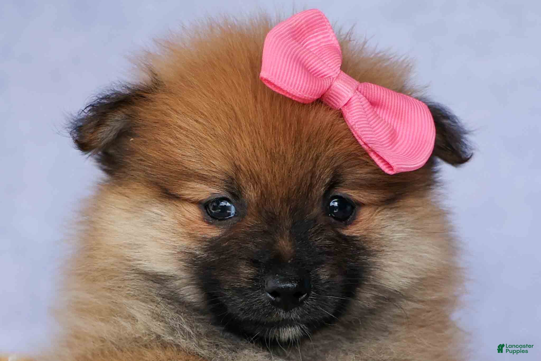Pomeranian dogs Freya  - Ad 2