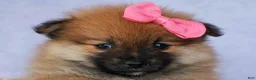 Pomeranian dogs for sale: Freya  - Ad 4