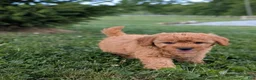 Mini Goldendoodle dogs for sale: Coby - Ad 3
