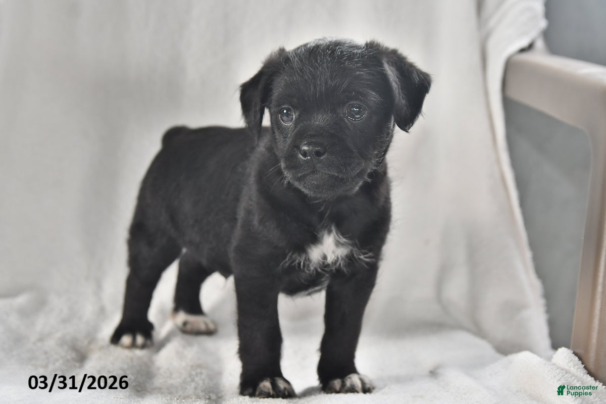 Mixed Breed dogs Mickey - Ad 2