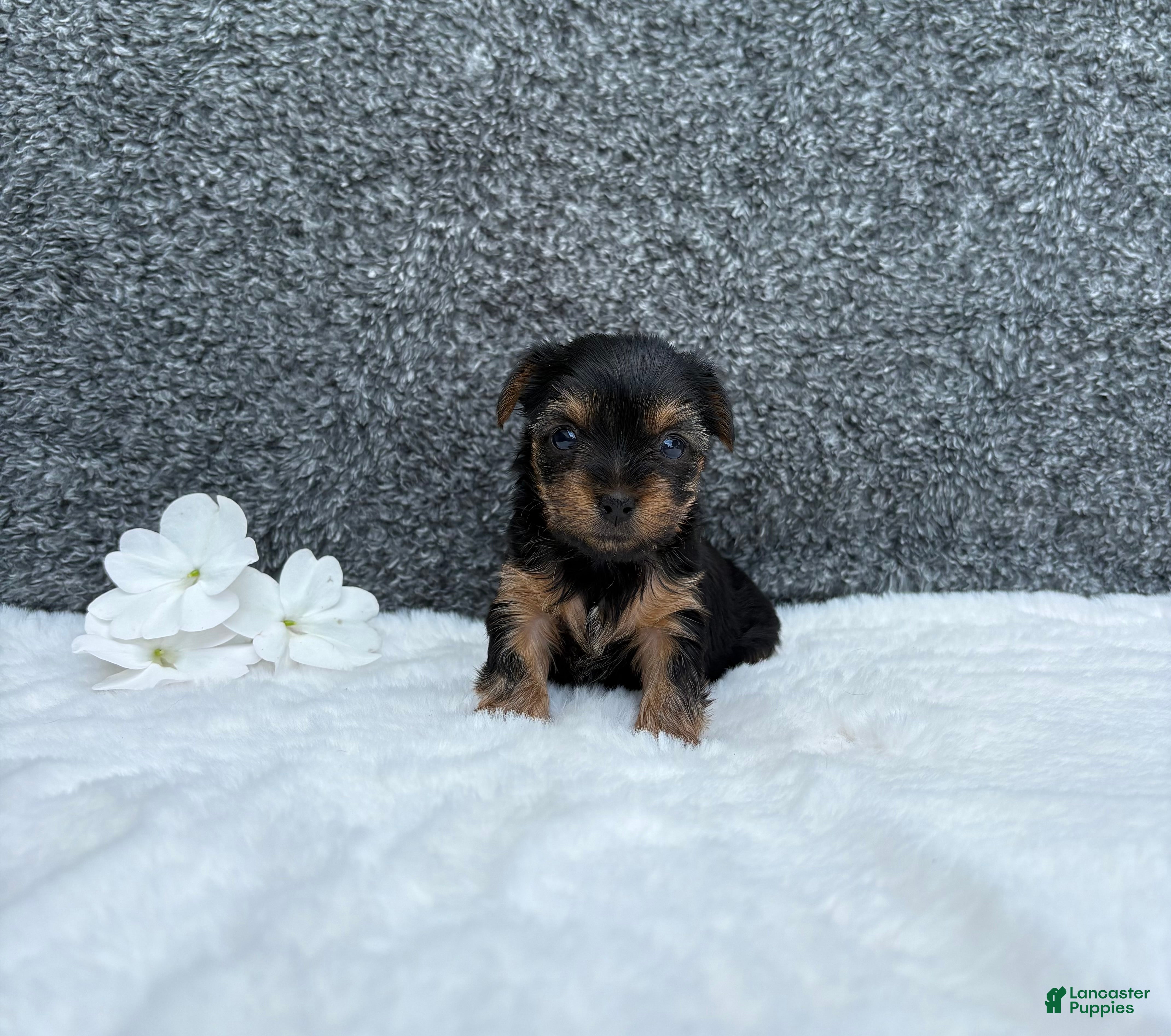 Yorkshire Terrier dogs Cassie - Ad 2