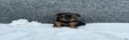 Yorkshire Terrier dogs for sale: Cassie - Ad 2