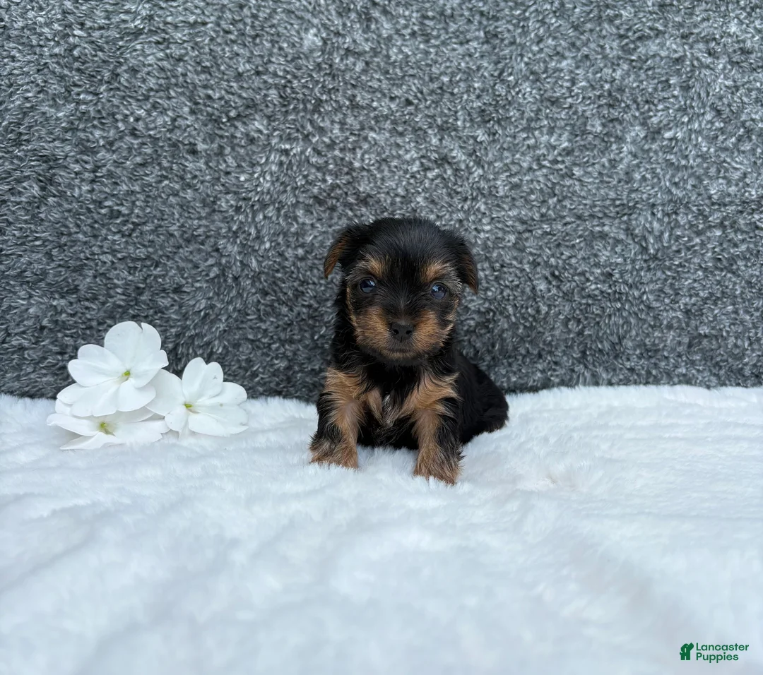 Yorkshire Terrier dogs for sale: Cassie - Ad 2