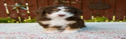 Mini Bernedoodle dogs for sale: Nicole - Ad 6