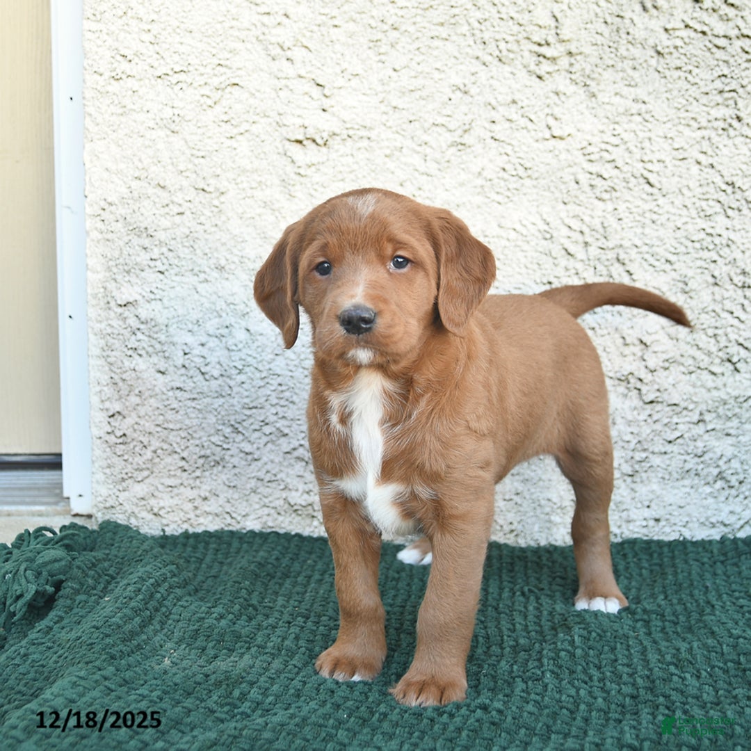 Labradoodle dogs for sale: Chestnut  - Ad 4