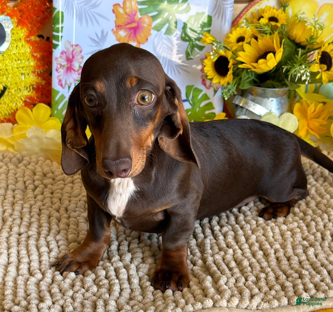 Miniature Dachshund dogs for sale: Benson - Ad 3