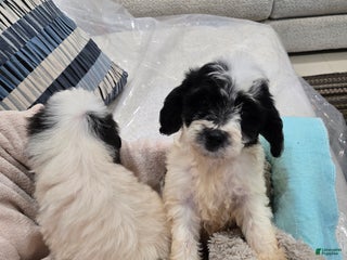 Mixed Breed dogs - Ad 18