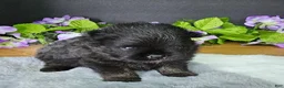 Pomeranian dogs for sale: Pepper's Man In The Mirror - "Manny" - Ad 1