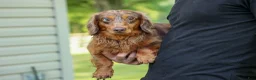 Miniature Dachshund dogs for sale: MURPHY - Ad 19