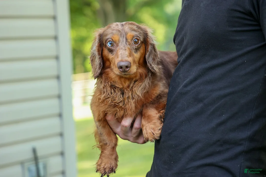 Miniature Dachshund dogs for sale: MURPHY - Ad 19